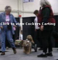 Cocker Spaniels Carting